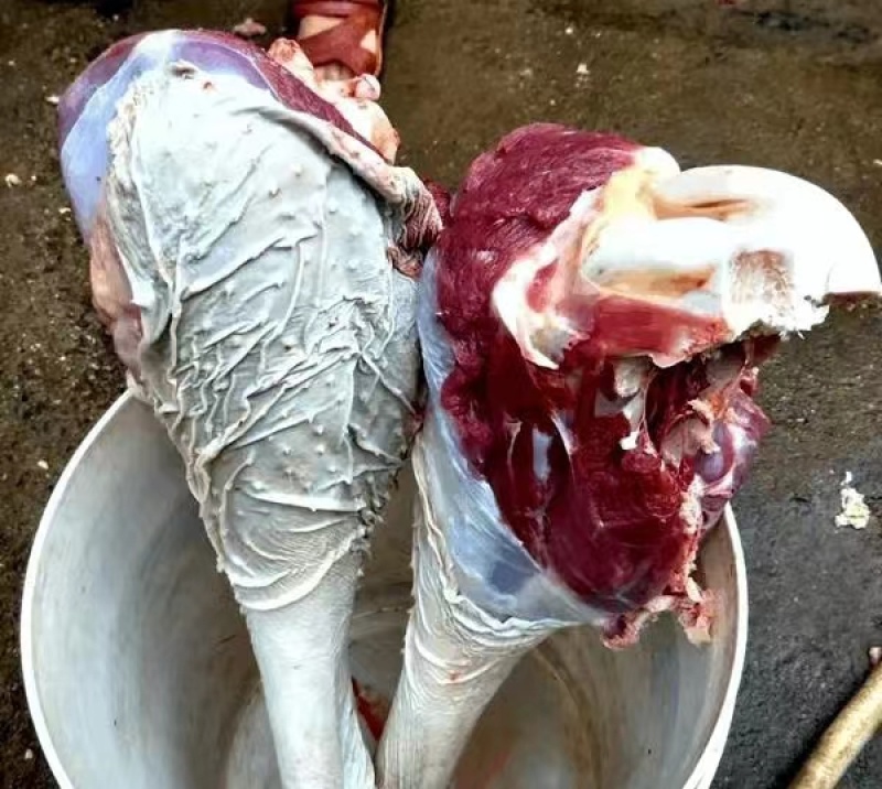 鸵鸟肉新鲜鸵鸟腿肉包邮品质保证量大从优