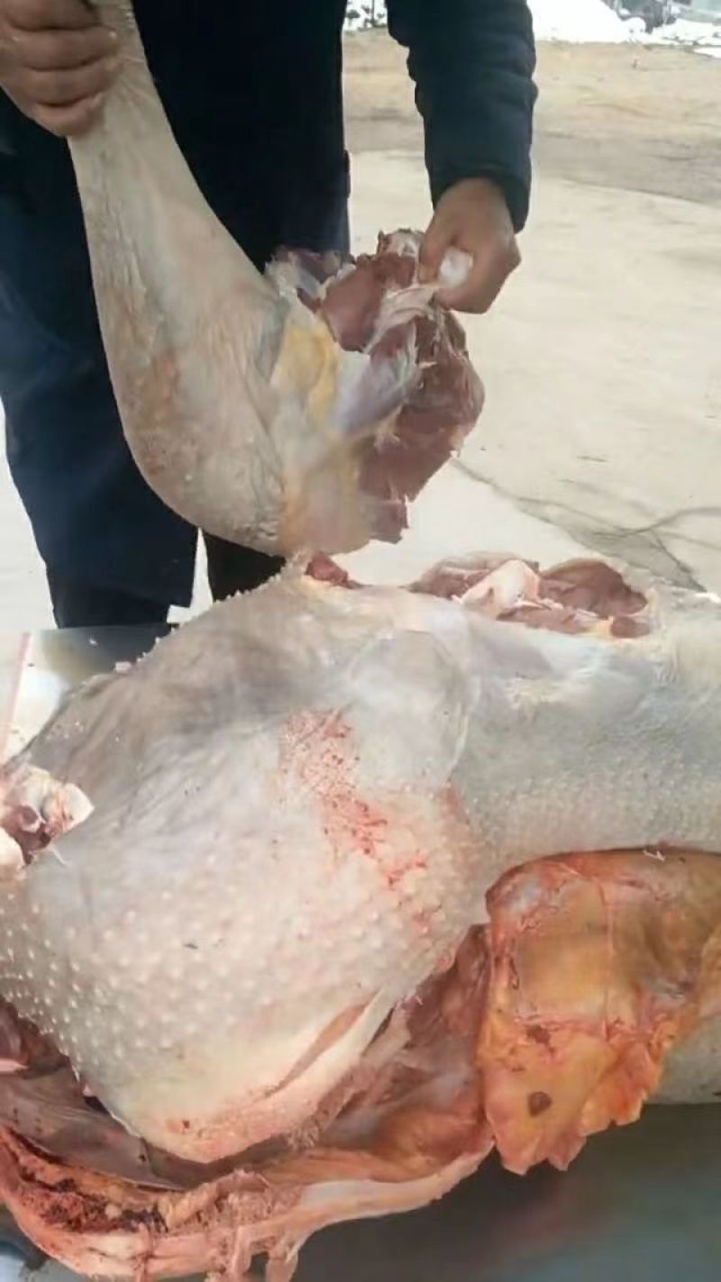 鸵鸟肉新鲜鸵鸟腿肉包邮品质保证量大从优