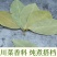特绿香叶