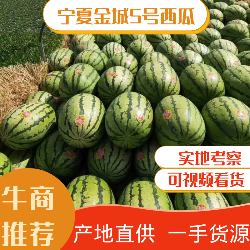 [金城5号西瓜批发]宁夏中卫中宁县西瓜 0.30元/斤宁夏中卫香 _ 一亩田