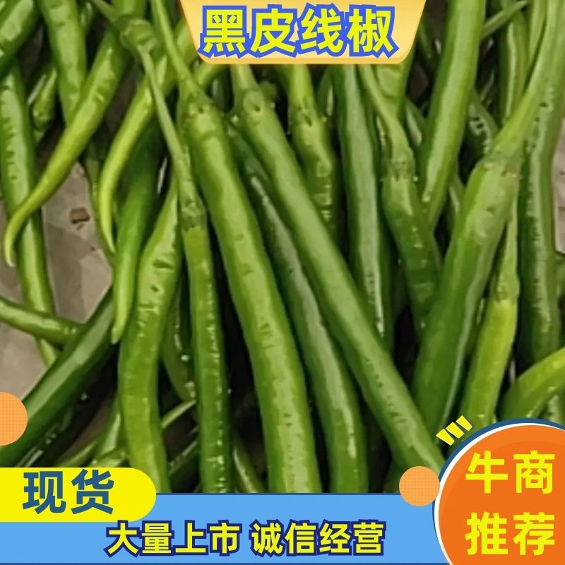 优质黑皮线椒产地直销一手货源诚信经营，保证质量