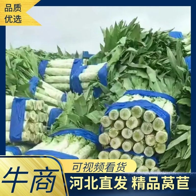 三青皮莴笋精品莴苣河北莴苣种植基地欢迎电联采购