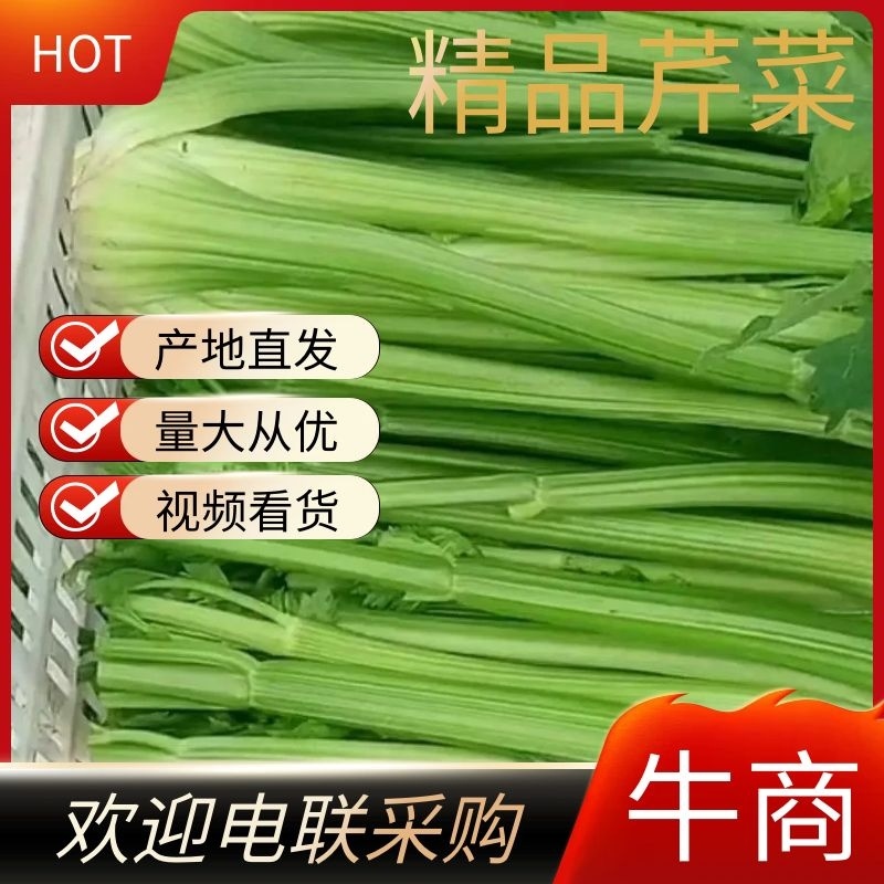 芹菜精品芹菜，货源充足量大从优保质保量欢迎采购