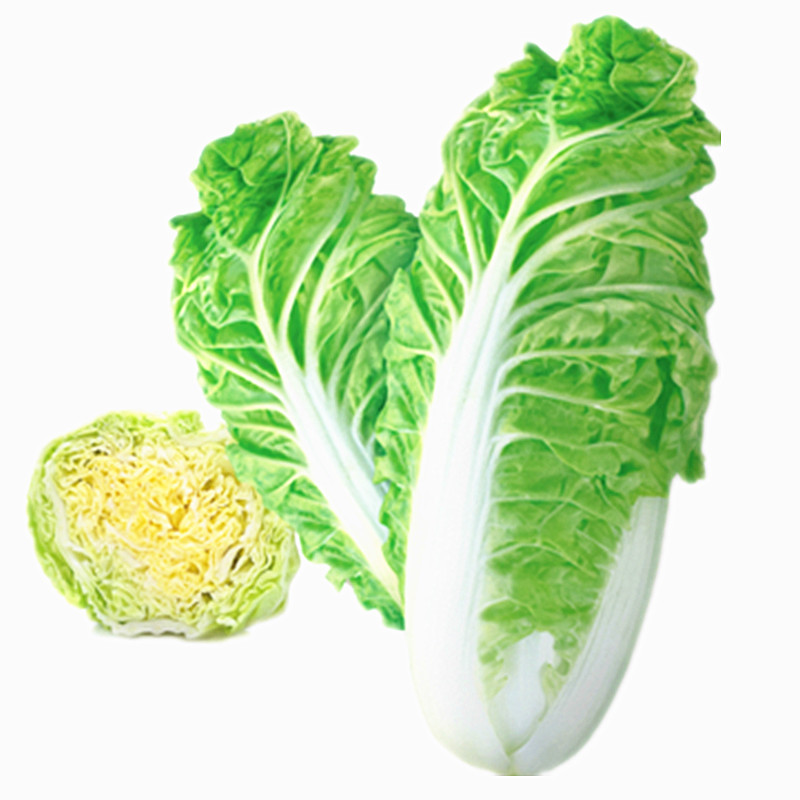 金丝白快白菜种子口感好蔬菜种子