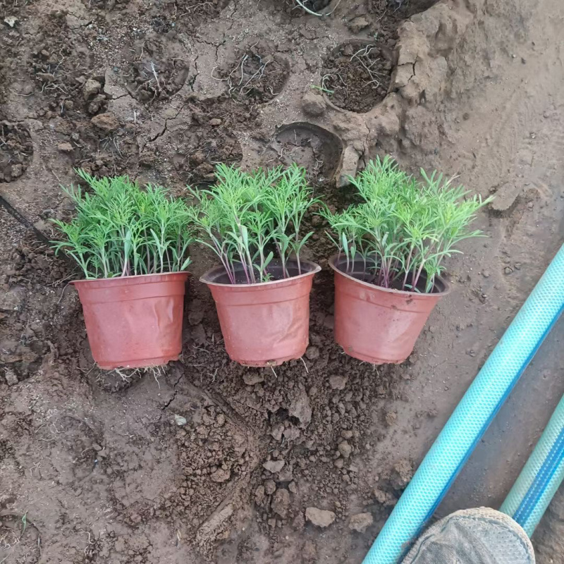 波斯菊种植基地