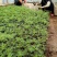 波斯菊种植基地