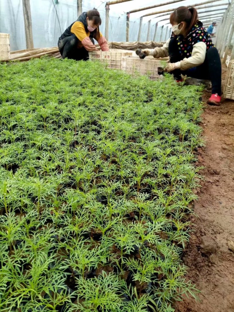 波斯菊种植基地