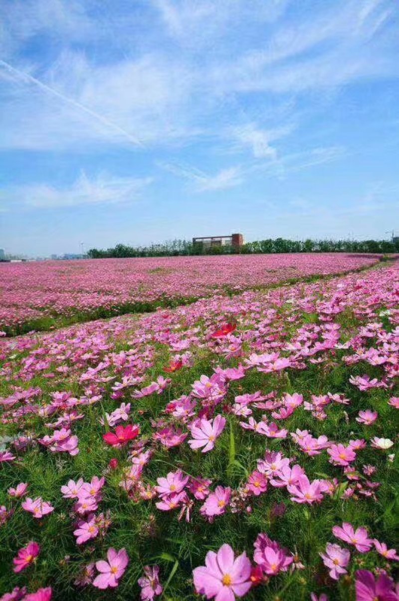 波斯菊种植基地