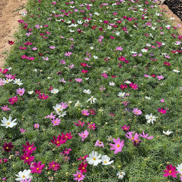波斯菊供应基地