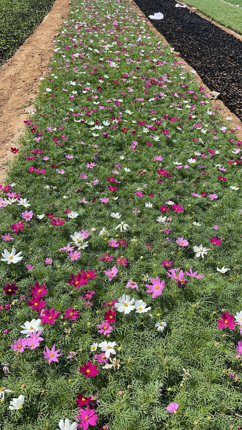 波斯菊供应基地