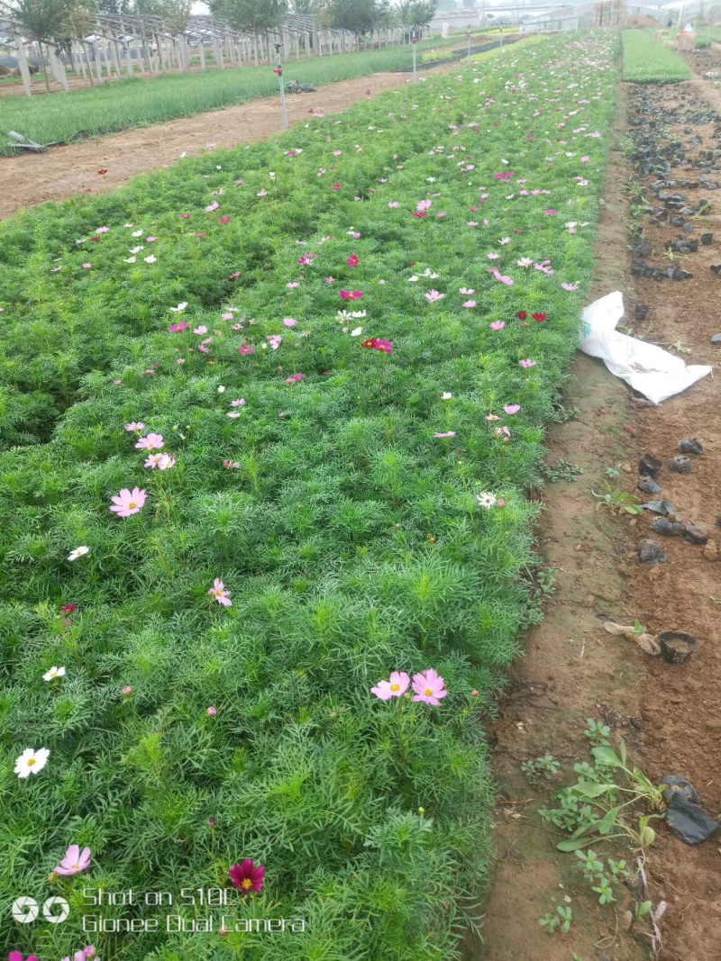 波斯菊供应基地