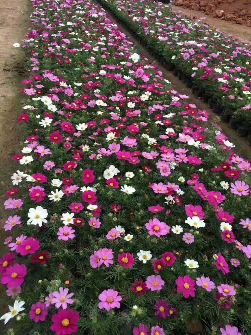 波斯菊供应基地