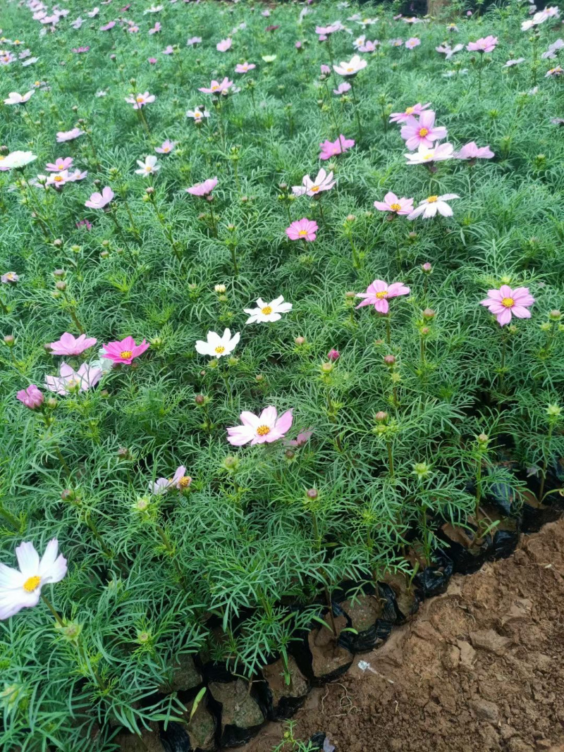 山东波斯菊种植基地