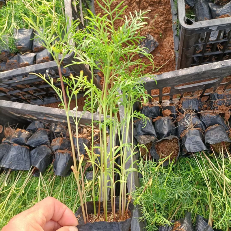 山东波斯菊种植基地