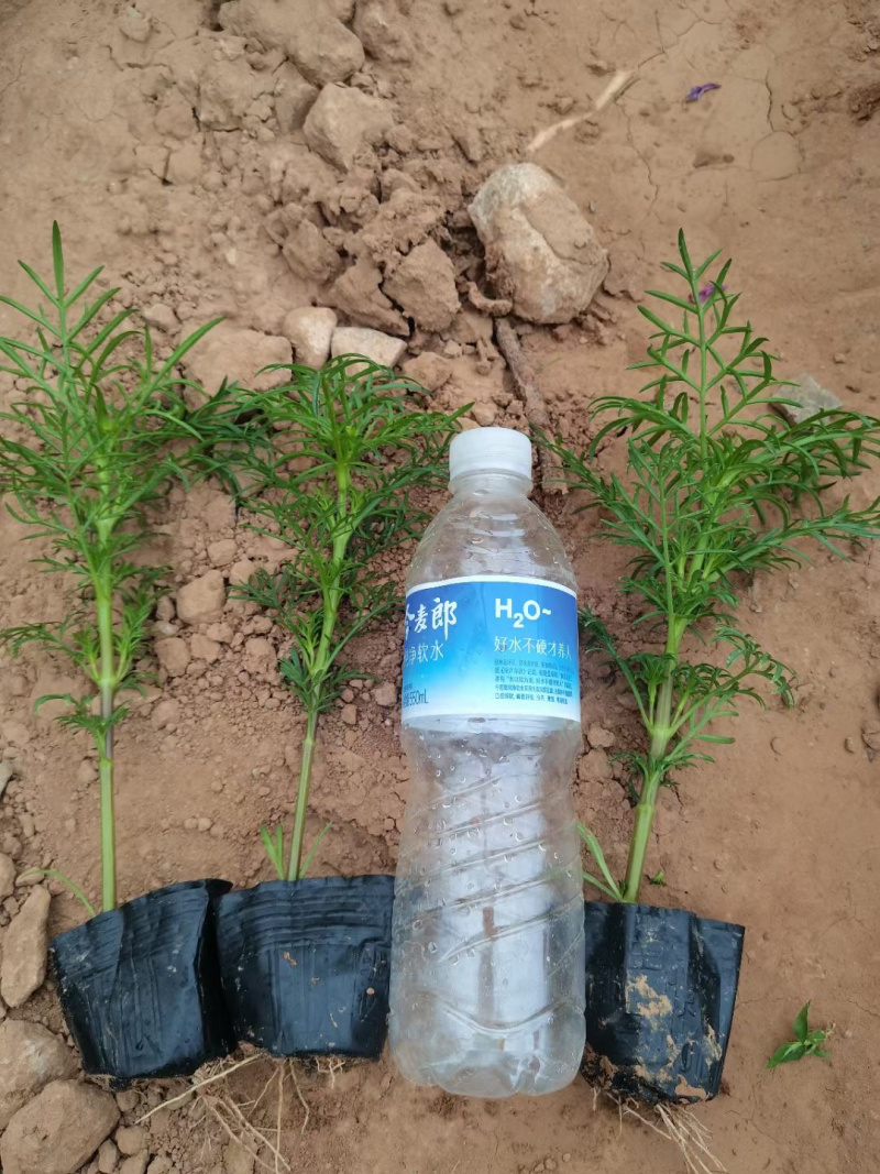 山东波斯菊种植基地