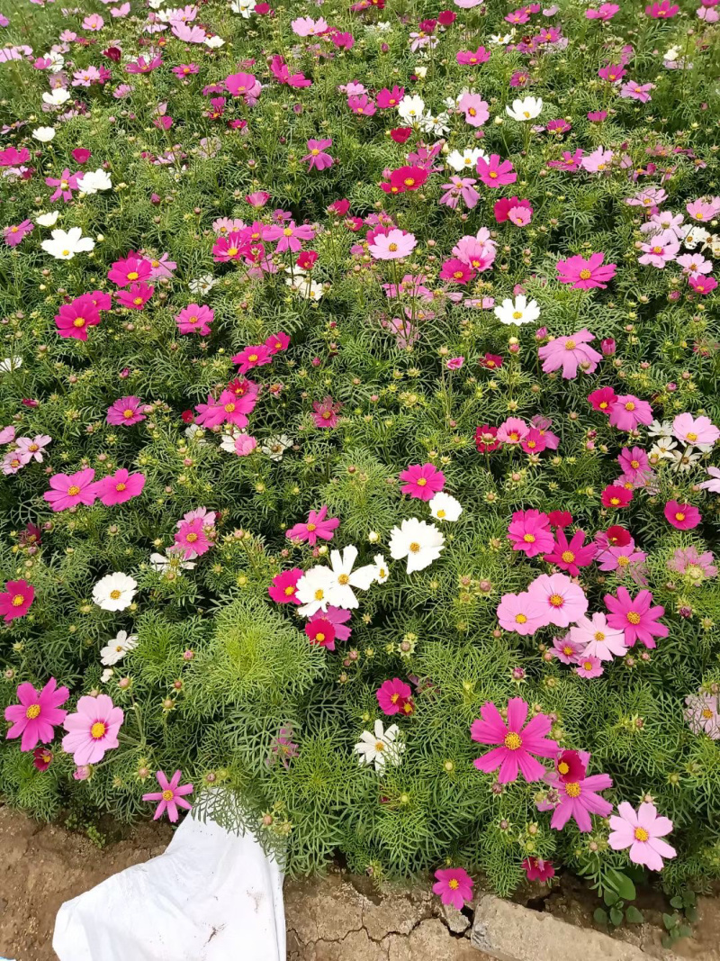 山东波斯菊种植基地