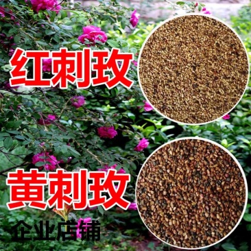 红刺玫种子黄刺玫爬墙梅种子蔷薇籽绿化景观庭院爬藤易播