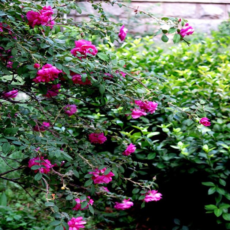 红刺玫种子黄刺玫爬墙梅种子蔷薇籽绿化景观庭院爬藤易播