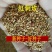 红刺玫种子黄刺玫爬墙梅种子蔷薇籽绿化景观庭院爬藤易播