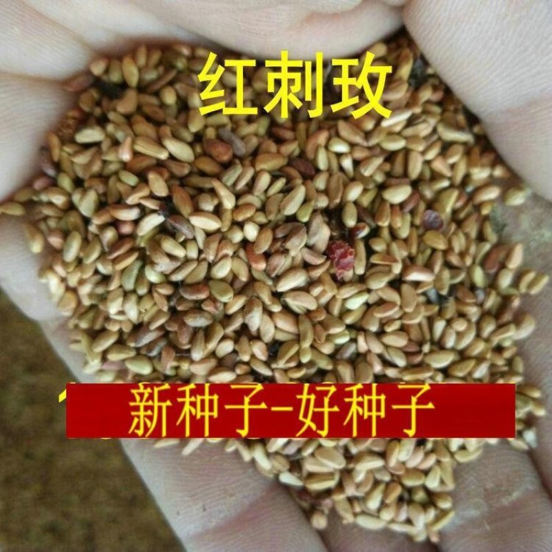 红刺玫种子黄刺玫爬墙梅种子蔷薇籽绿化景观庭院爬藤易播