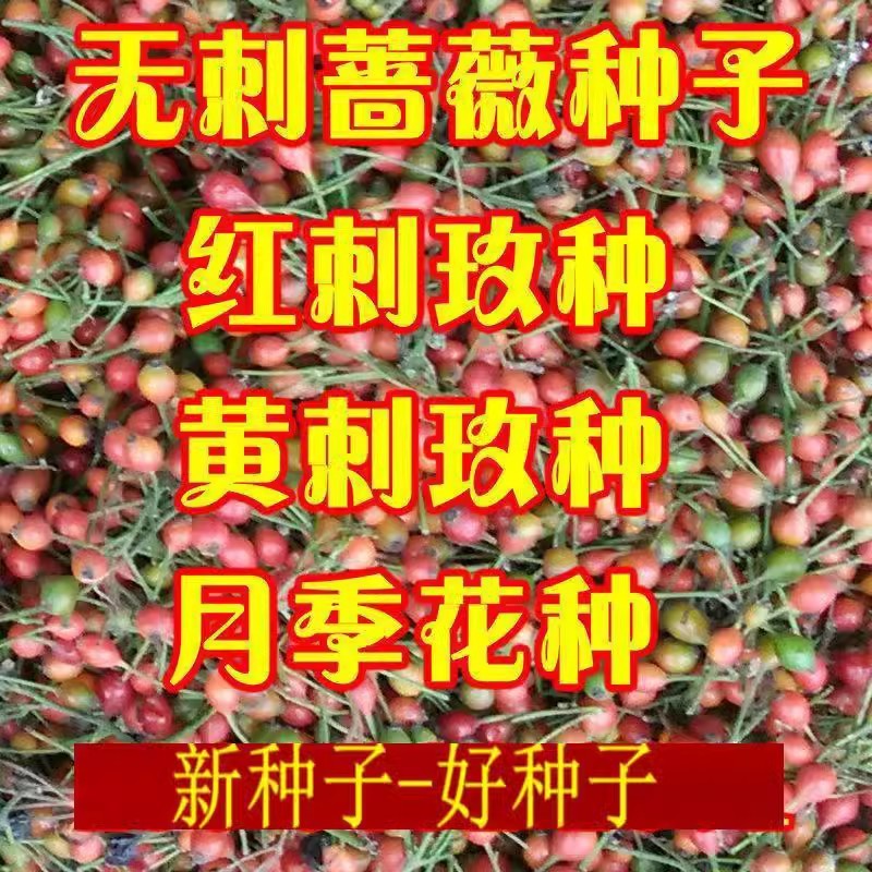 红刺玫种子黄刺玫爬墙梅种子蔷薇籽绿化景观庭院爬藤易播