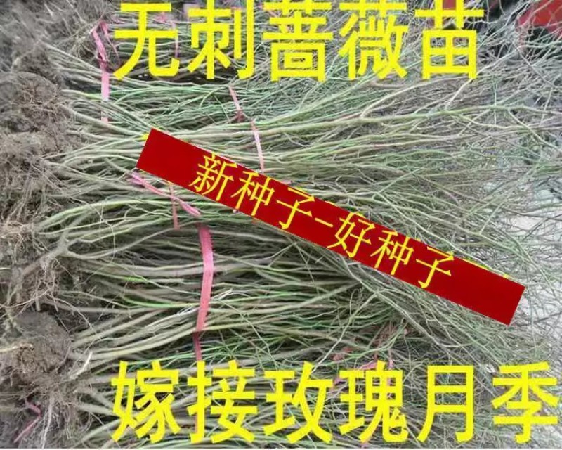 红刺玫种子黄刺玫爬墙梅种子蔷薇籽绿化景观庭院爬藤易播