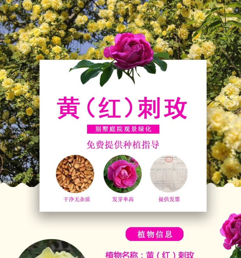 红刺玫种子黄刺玫爬墙梅种子蔷薇籽绿化景观庭院爬藤易播