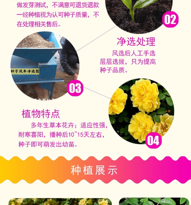 红刺玫种子黄刺玫爬墙梅种子蔷薇籽绿化景观庭院爬藤易播