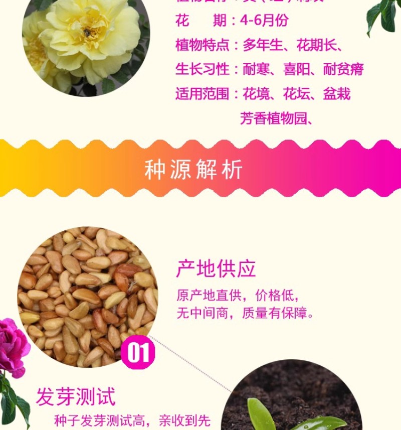 红刺玫种子黄刺玫爬墙梅种子蔷薇籽绿化景观庭院爬藤易播