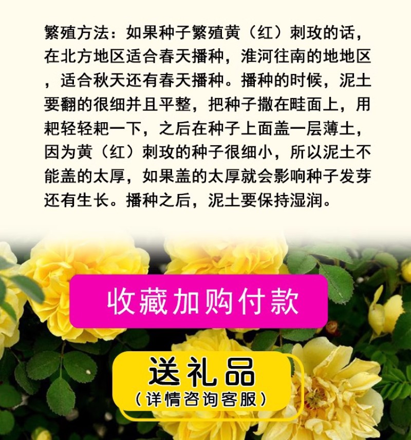 红刺玫种子黄刺玫爬墙梅种子蔷薇籽绿化景观庭院爬藤易播