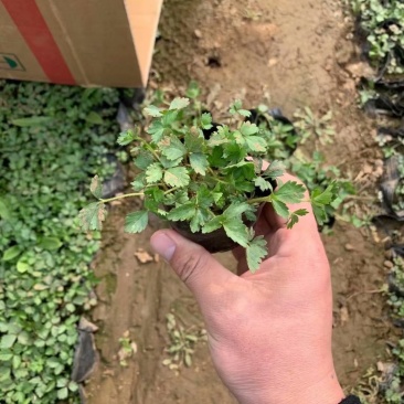 蛇莓种植基地