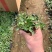 蛇莓种植基地