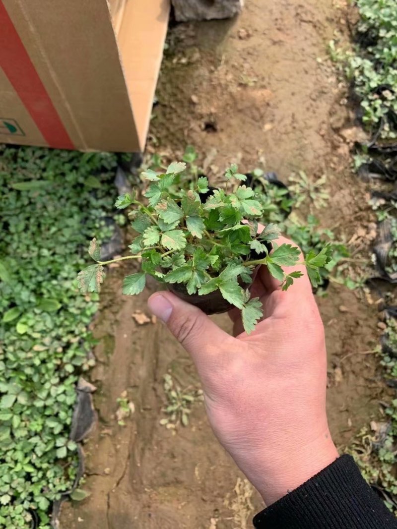 蛇莓种植基地