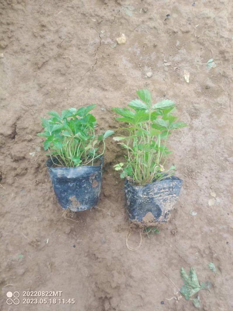 蛇莓种植基地