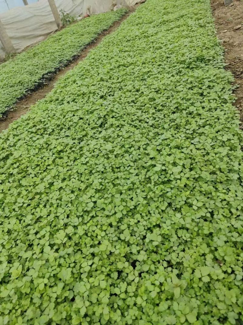 蛇莓种植基地