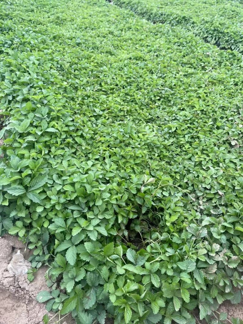 蛇莓供应基地