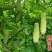 绿白苦瓜种籽福玉耐热高产