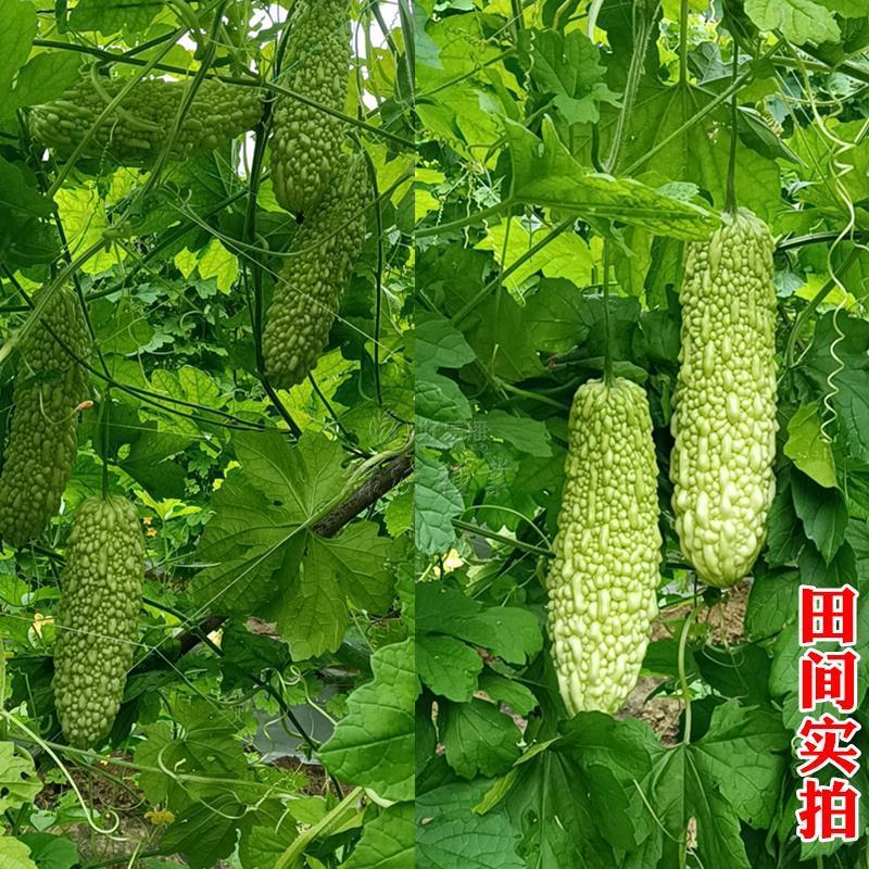 绿白苦瓜种籽福玉耐热高产