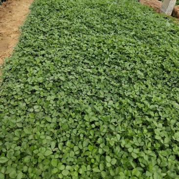 青州蛇莓种植基地
