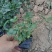 青州蛇莓种植基地
