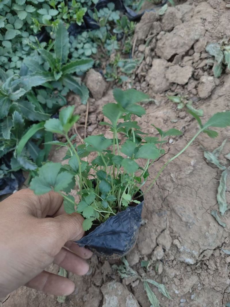 青州蛇莓种植基地