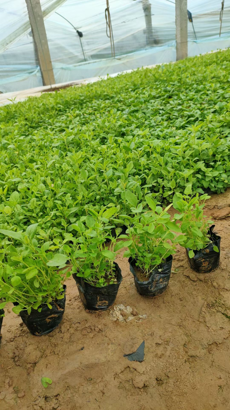 美丽月见草批发基地