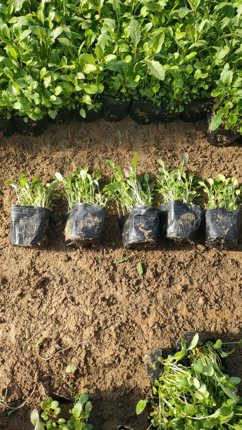 美丽月见草批发基地