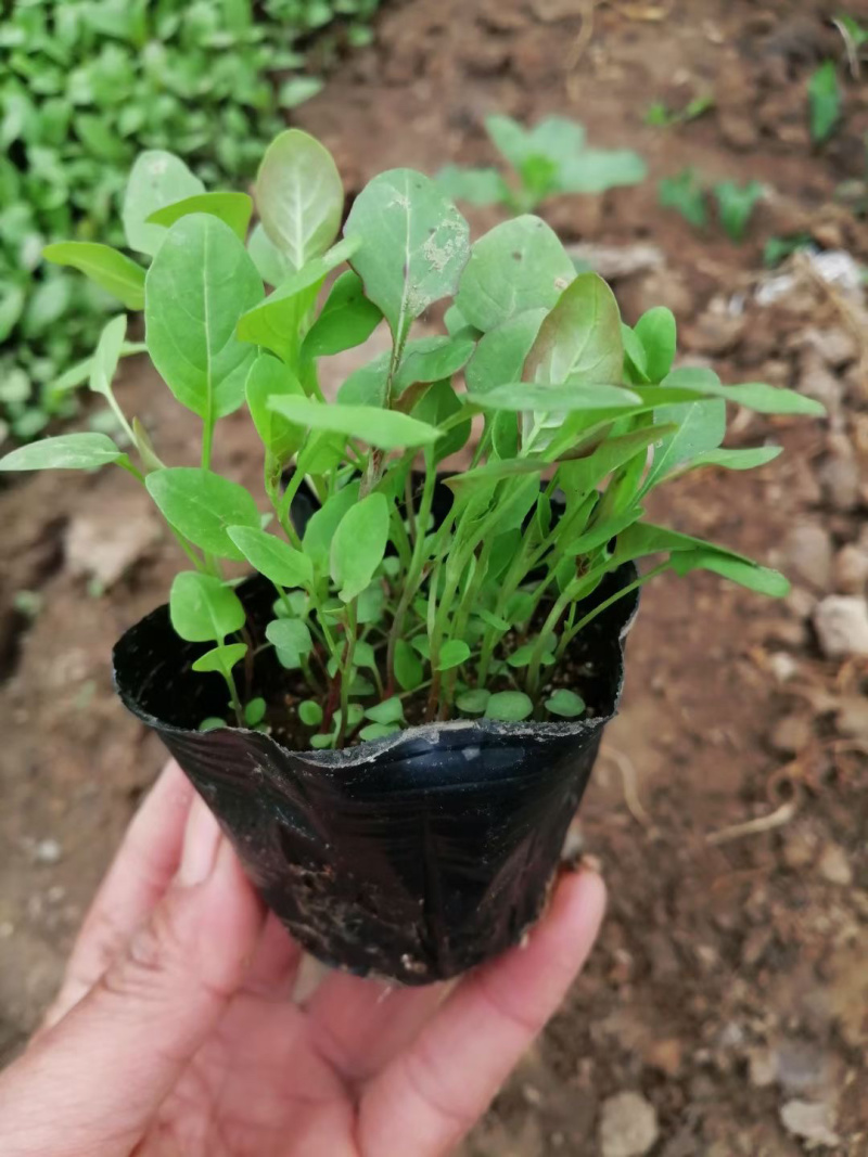 美丽月见草种植基地