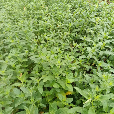 山东美丽月见草批发