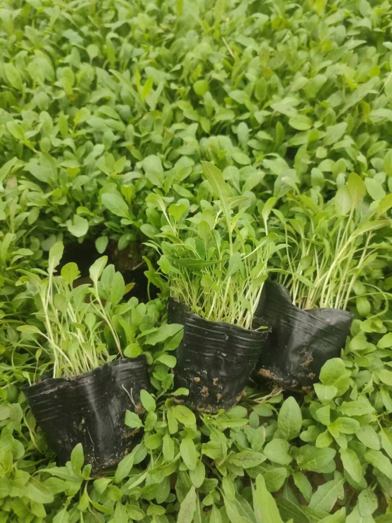 山东美丽月见草批发