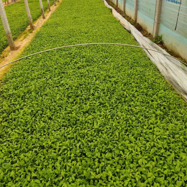 美丽月见草供应基地