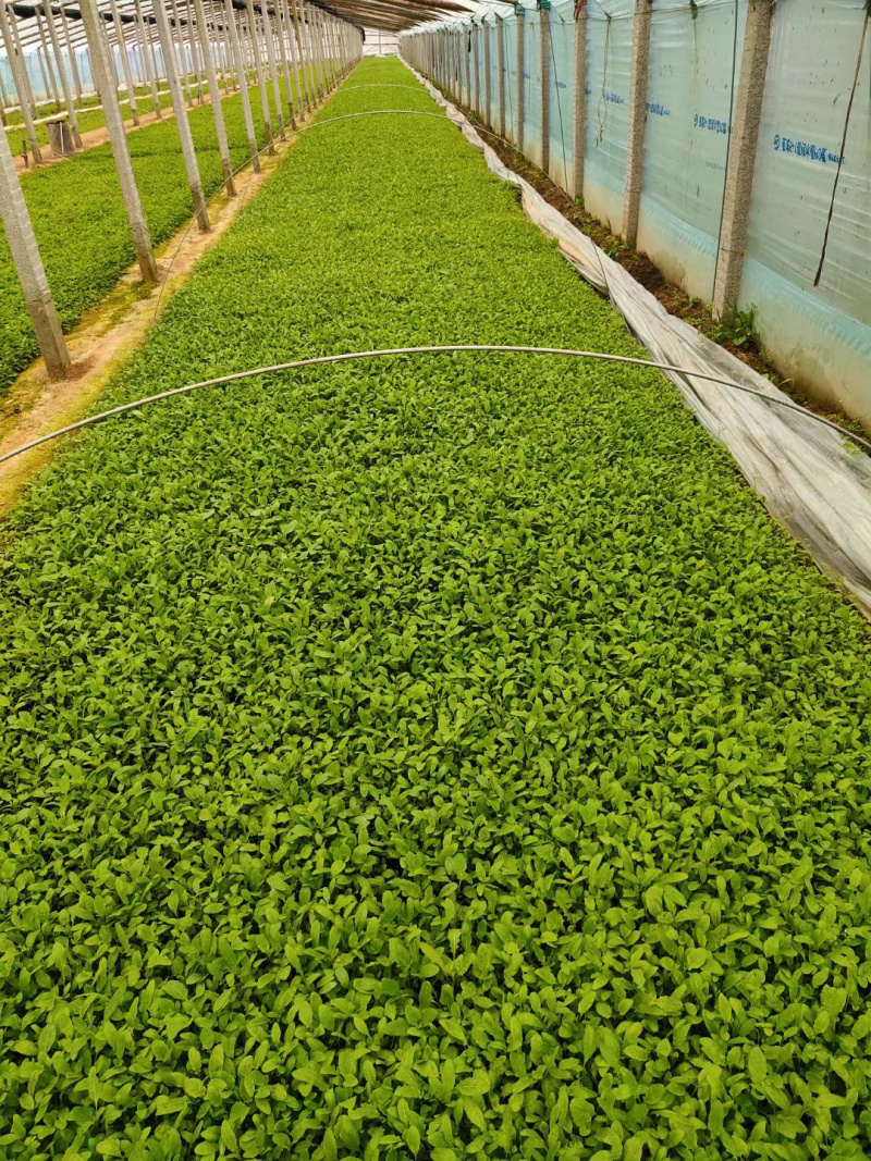 美丽月见草供应基地