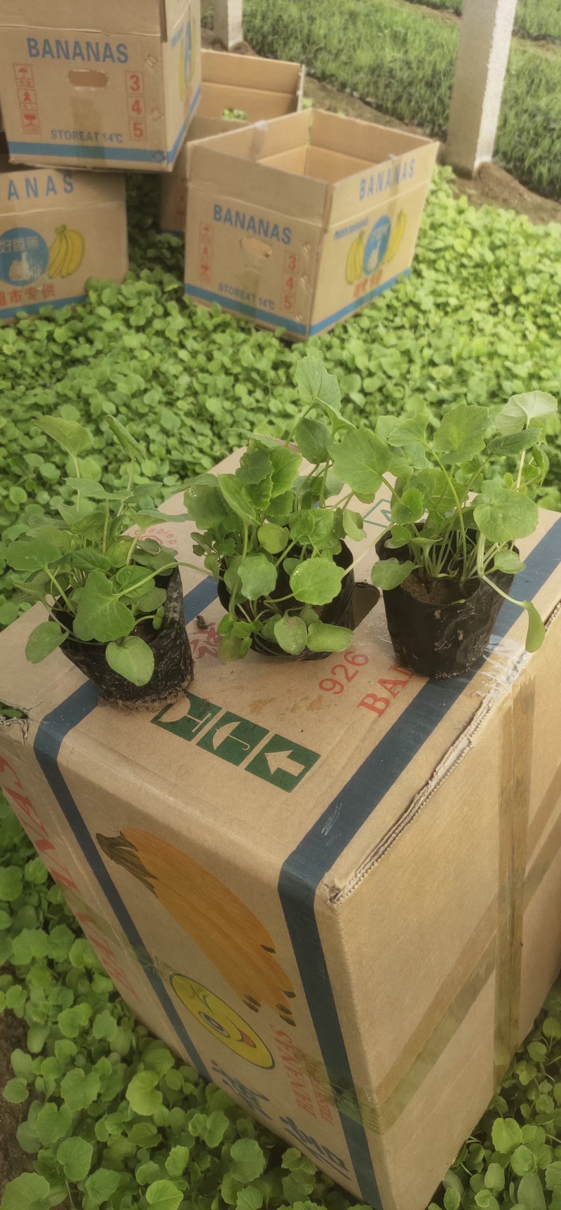美丽月见草供应基地