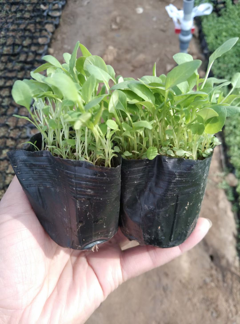 美丽月见草供应基地